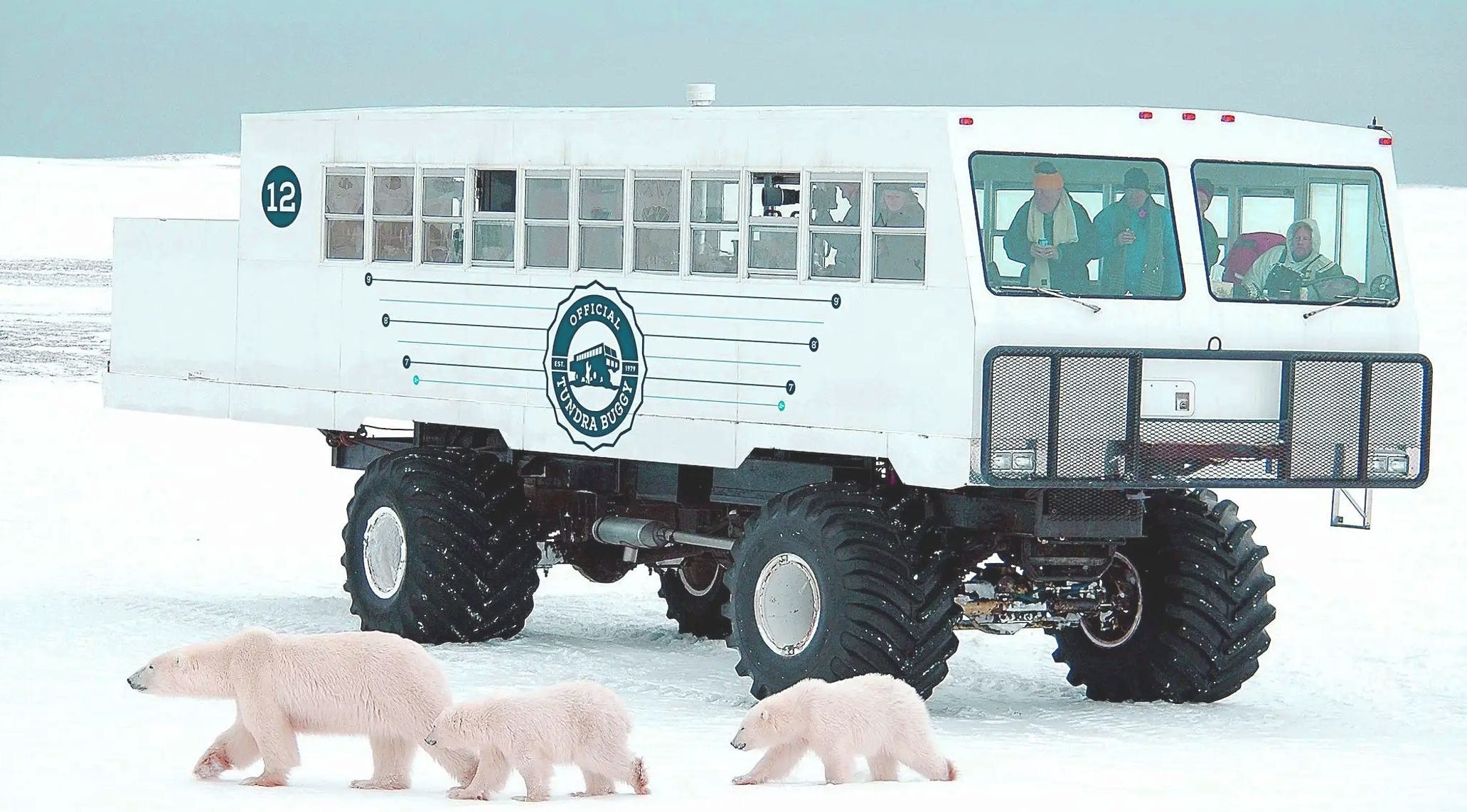 Visiting Polar Bears in Churchill Canada