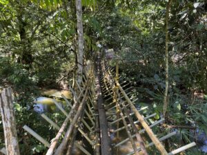 Narrow bamboo footbridge through dense tropical forest